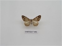 藏品(尺蛾136)的圖片